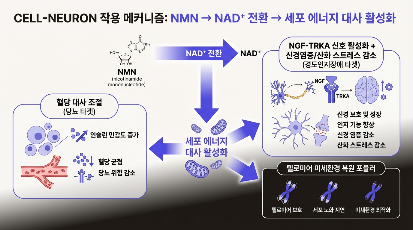 Cell-Neuron 작용 메커니즘: NMN에서 당뇨·인지장애 두 갈래 타겟